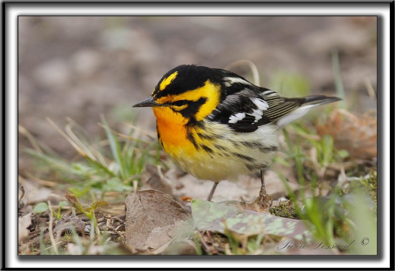 PARULINE  GORGE ORANGE, mle   /   BLACKBURNIAN WARBLER, male     _MG_7239 a