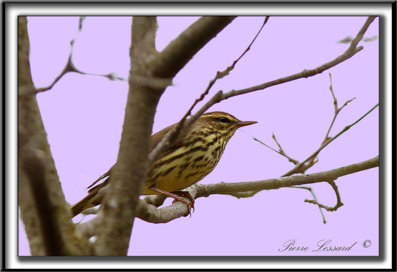PARULINE DES RUISEAUX   /  NORTHERN  WATERTHRUSH     _MG_8285a