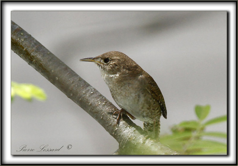 TROGLODYTE FAMILIER    /    HOUSE WREN     _MG_4413 aa