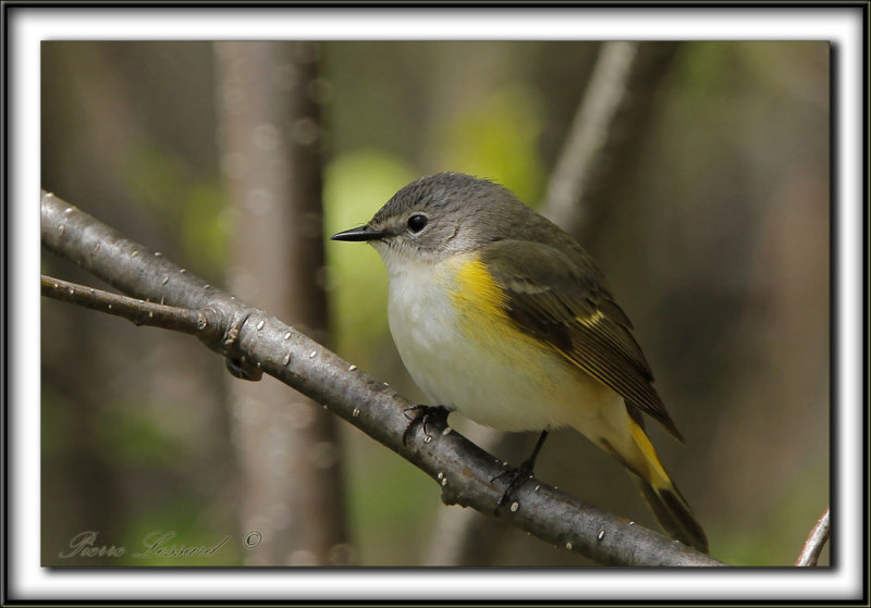 PARULINE FLAMBOYANTE, femelle    /    AMERICAN RESTART, female    _MG_0187 a
