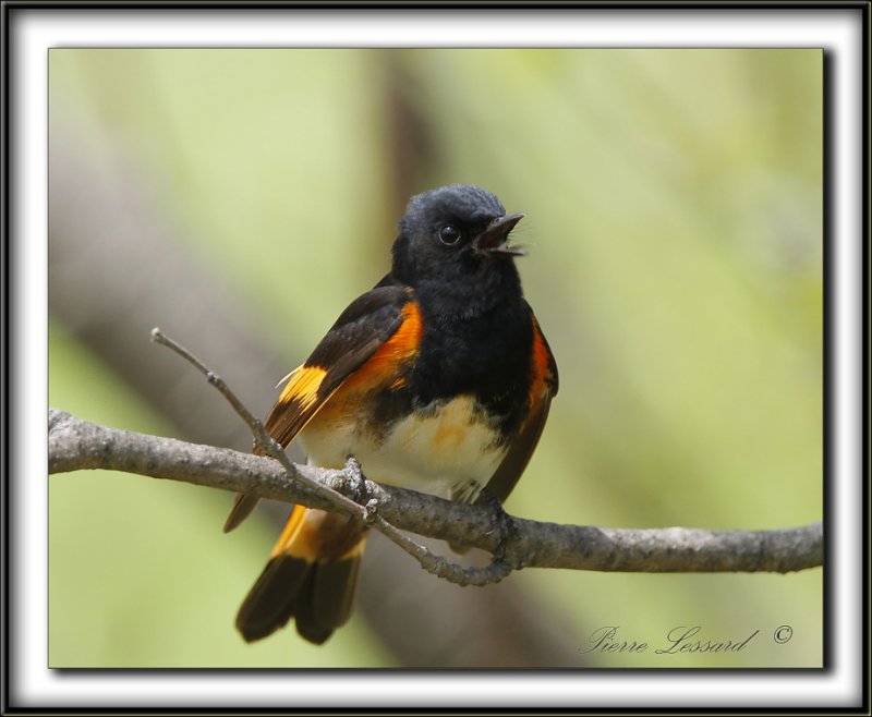 PARULINE FLAMBOYANTE, mle   /    AMERICAN RESTART, male    _MG_9988 a