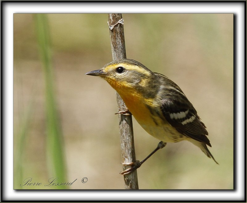 PARULINE  GORGE ORANGE, femelle   /   BLACKBURNIAN WARBLER, female     _MG_0431 a