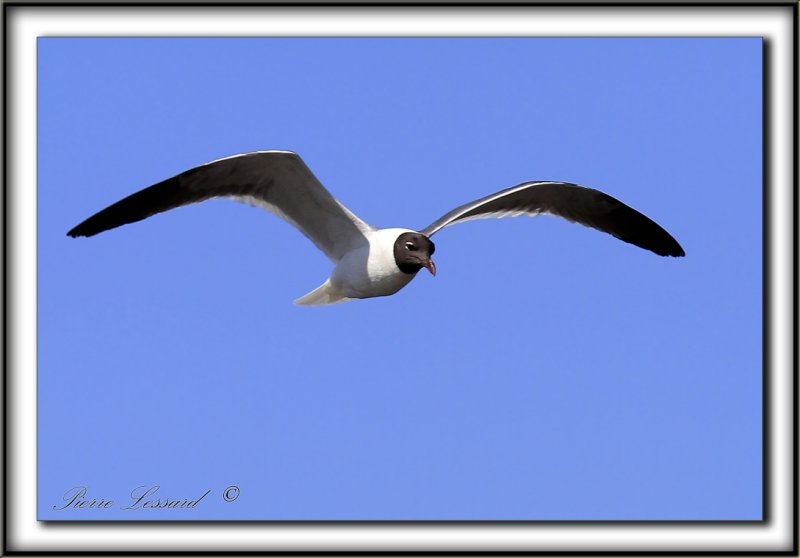 MOUETTE  ATRICILLE   /   LAUGHING GULL    _MG_6509 a