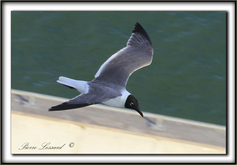 MOUETTE  ATRICILLE   /   LAUGHING GULL    _MG_6461 a