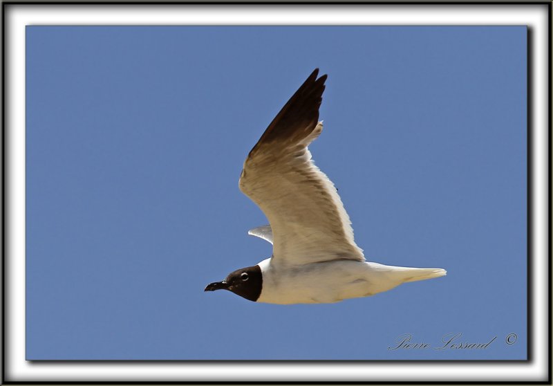 MOUETTE  ATRICILLE   /   LAUGHING GULL    _MG_6855 a
