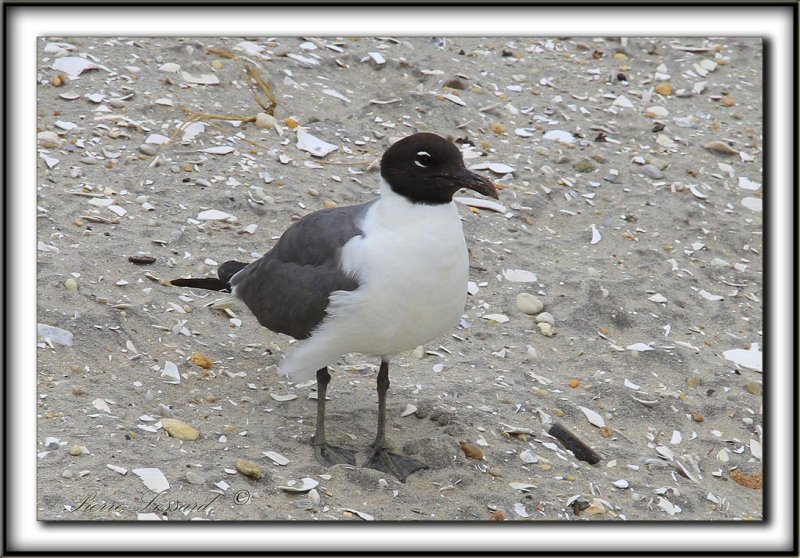 MOUETTE  ATRICILLE   /   LAUGHING GULL    _MG_6323 a