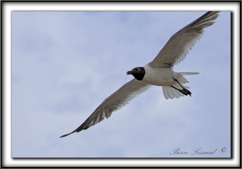 MOUETTE  ATRICILLE   /   LAUGHING GULL    _MG_6277 a