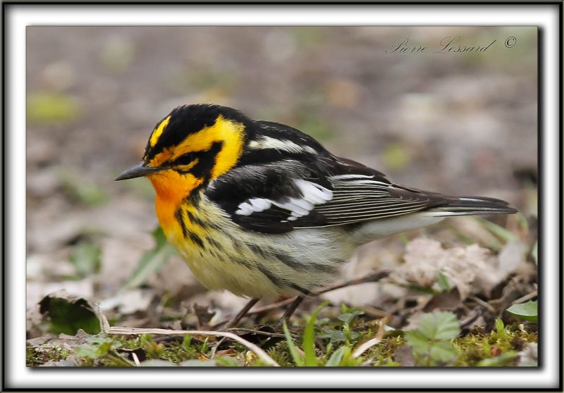 PARULINE  GORGE ORANGE, mle   /   BLACKBURNIAN WARBLER, male     _MG_7254 a