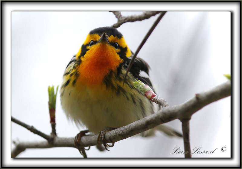 PARULINE  GORGE ORANGE, mle   /   BLACKBURNIAN WARBLER, male     _MG_7107 aa