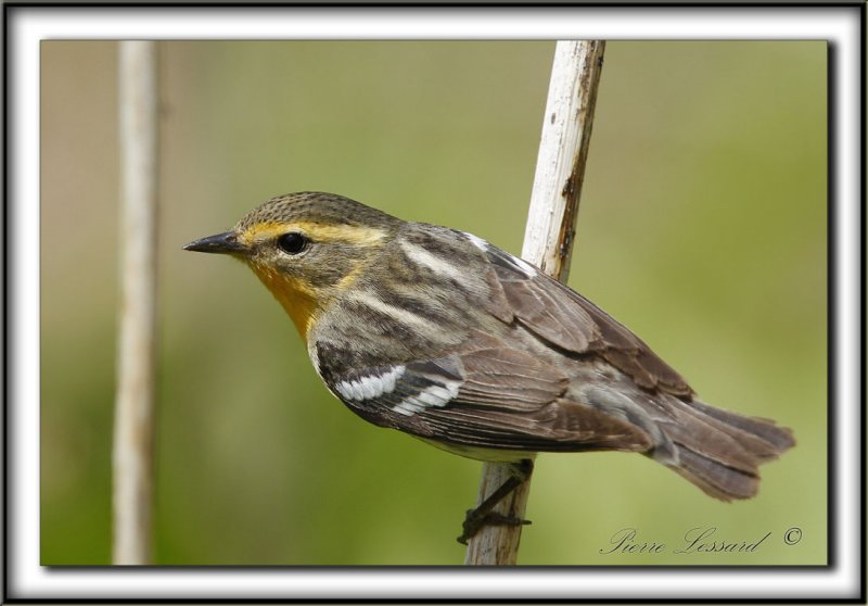 PARULINE  GORGE ORANGE, femelle   /   BLACKBURNIAN WARBLER, female     _MG_0451 a