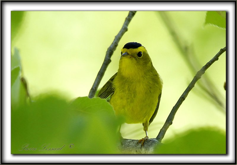 PARULINE  CALOTTE NOIRE, mle   /   WILSONS WARBLER ( Black-capped), male    _MG_1740 a