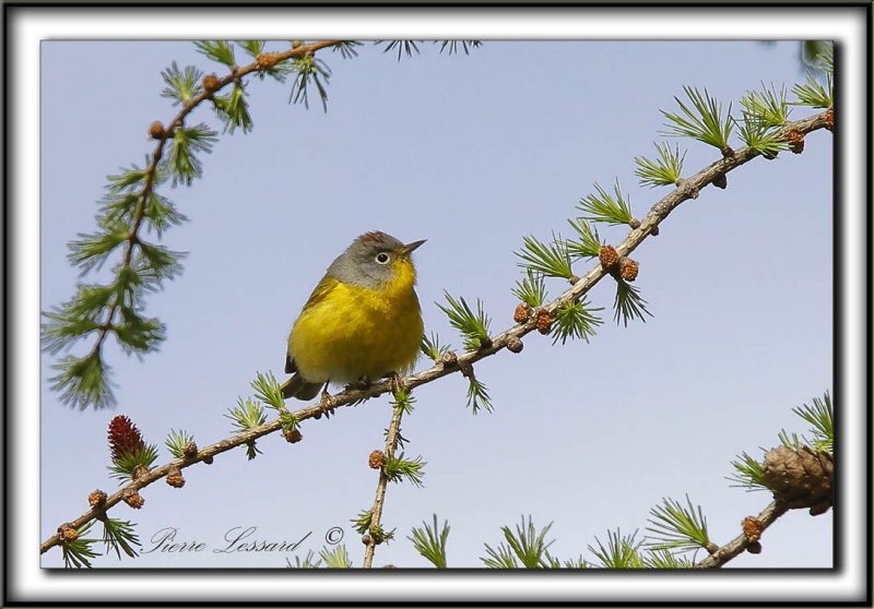 PARULINE  JOUE GRISE   /    NASHVILLE WARBLER      _MG_9807 aa