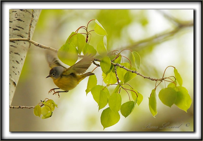 PARULINE  JOUE GRISE   /    NASHVILLE WARBLER      _MG_9401 a