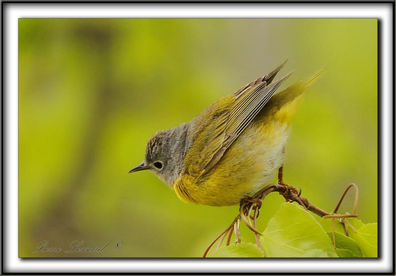 PARULINE  JOUE GRISE   /    NASHVILLE WARBLER      _MG_9210 a