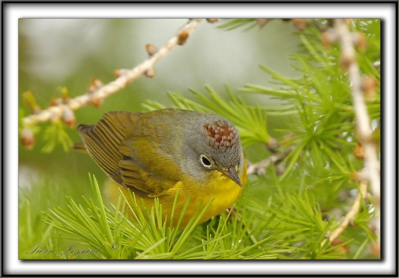 PARULINE  JOUE GRISE   /    NASHVILLE WARBLER      _MG_9486 aa