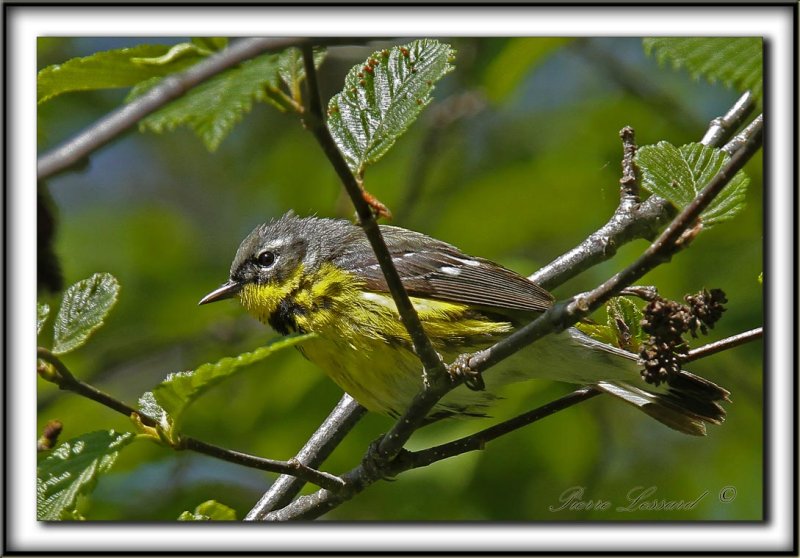 PARULINE  TTE CENDRE / MAGNOLIA WARBLER     _MG_2905 a