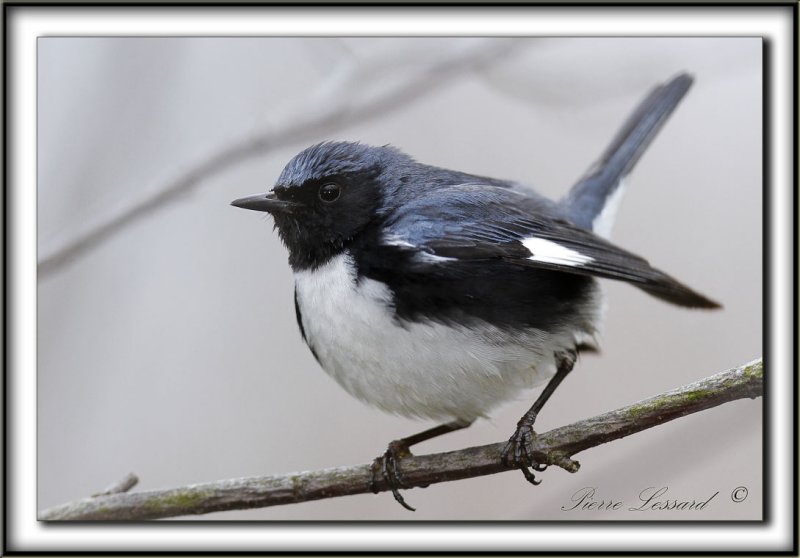 PARULINE BLEUE, mle  /  BLACK-THROATED BLUE WARBLER, male      _MG_7488 a