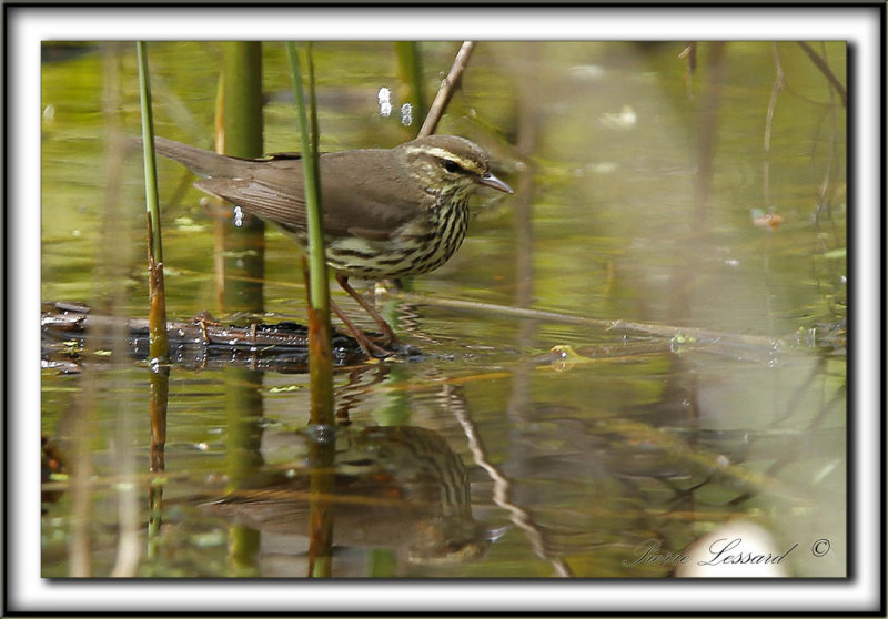PARULINE DES RUISEAUX   /  NORTHERN  WATERTHRUSH    _MG_0239 a