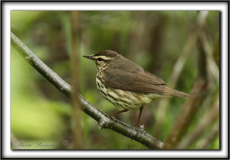 PARULINE DES RUISEAUX   /  NORTHERN  WATERTHRUSH    _MG_2771 a