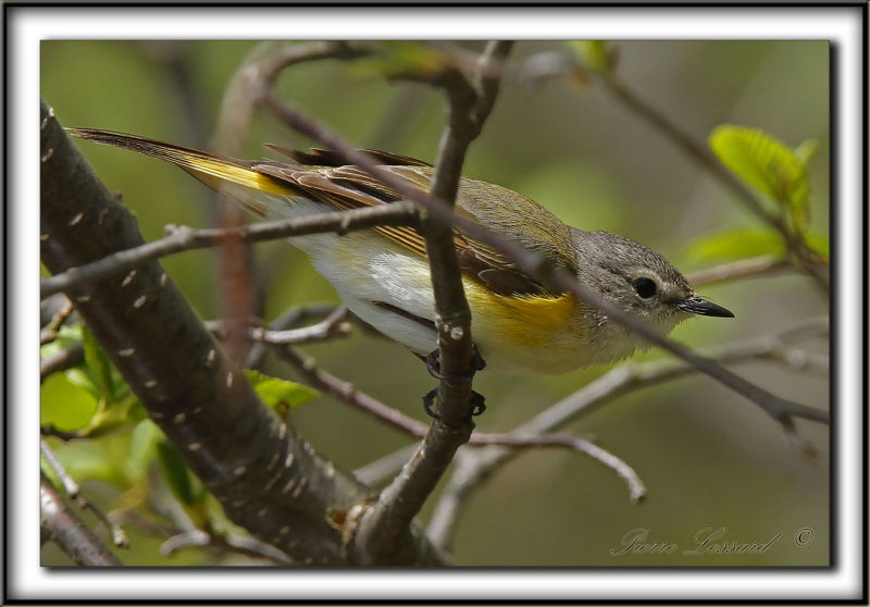 PARULINE FLAMBOYANTE, femelle    /    AMERICAN RESTART, female     _MG_0217  a