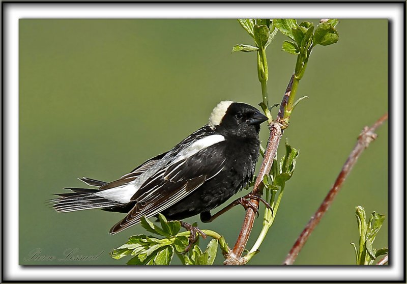GOGLU DES PRS, mle   /   BOBOLINK, male      _MG_0907 aa