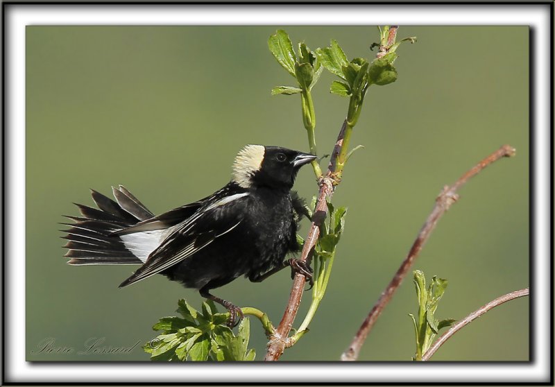 GOGLU DES PRS, mle   /   BOBOLINK, male      _MG_0897 aa