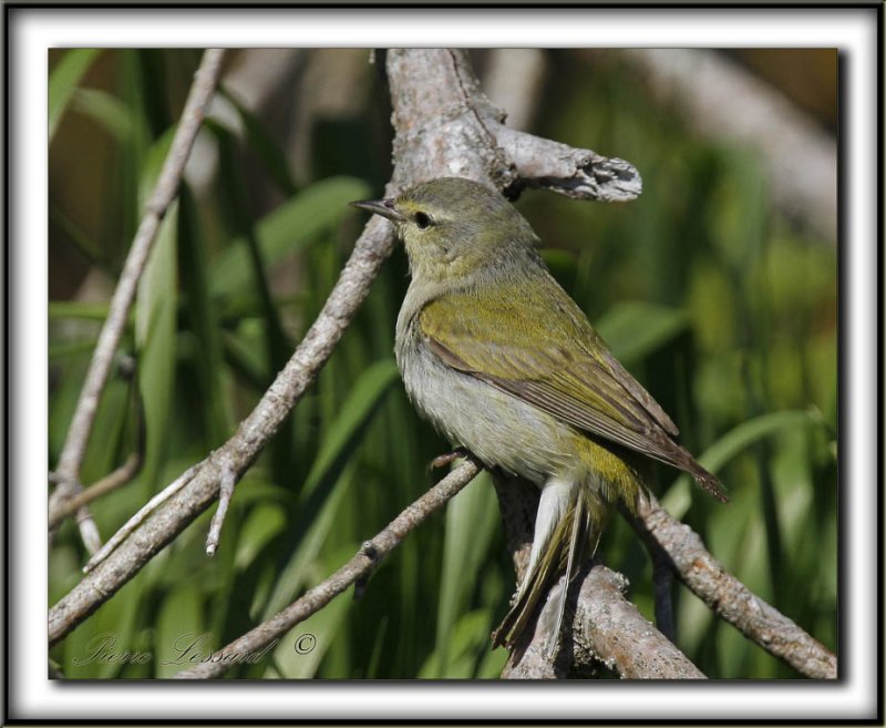 PARULINE VERDTRE  /  ORANGE-CROWNED WARBLER      _MG_1457   a