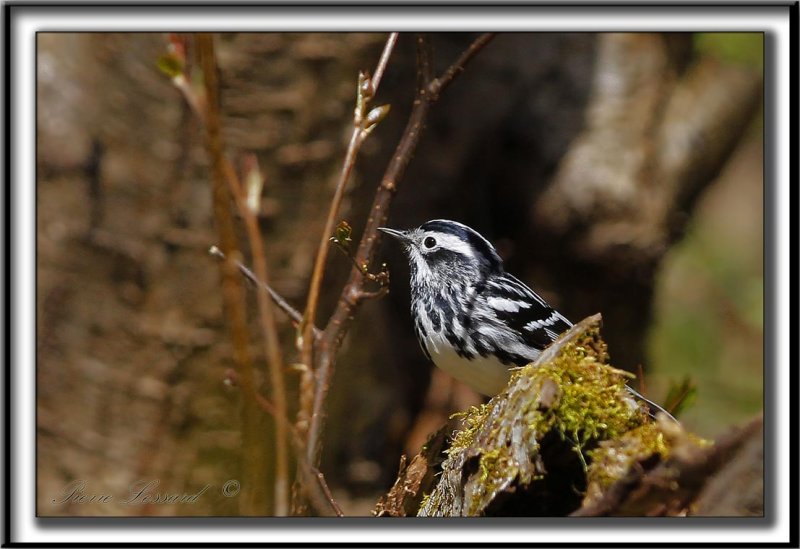 PARULINE NOIR ET BLANC   /    BLACK AND WHITE WARBLER     _MG_6165 a