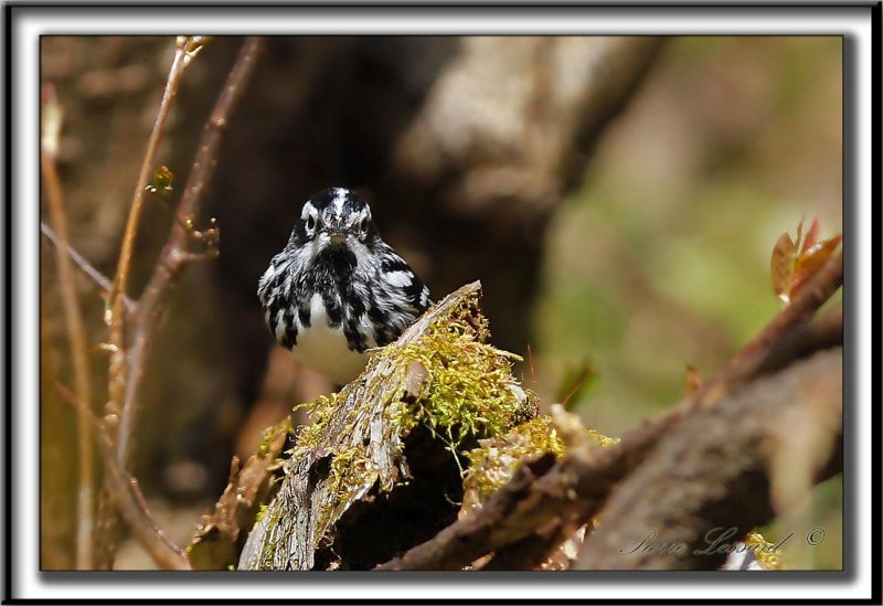 PARULINE NOIR ET BLANC   /    BLACK AND WHITE WARBLER     _MG_6157 a