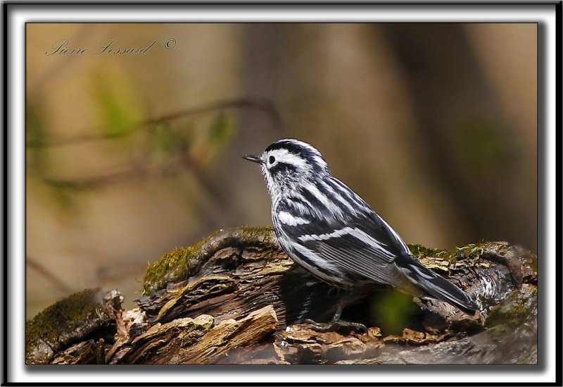 PARULINE NOIR ET BLANC   /    BLACK AND WHITE WARBLER     _MG_6138 a