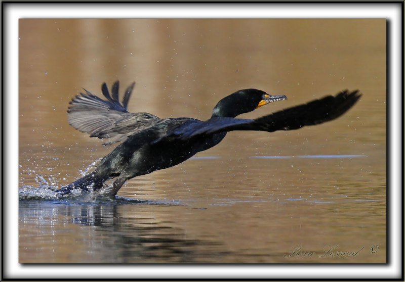 CORMORAN  AIGRETTES   /   DOUBLE-CRESTED CORMORANT    _MG_3727 a