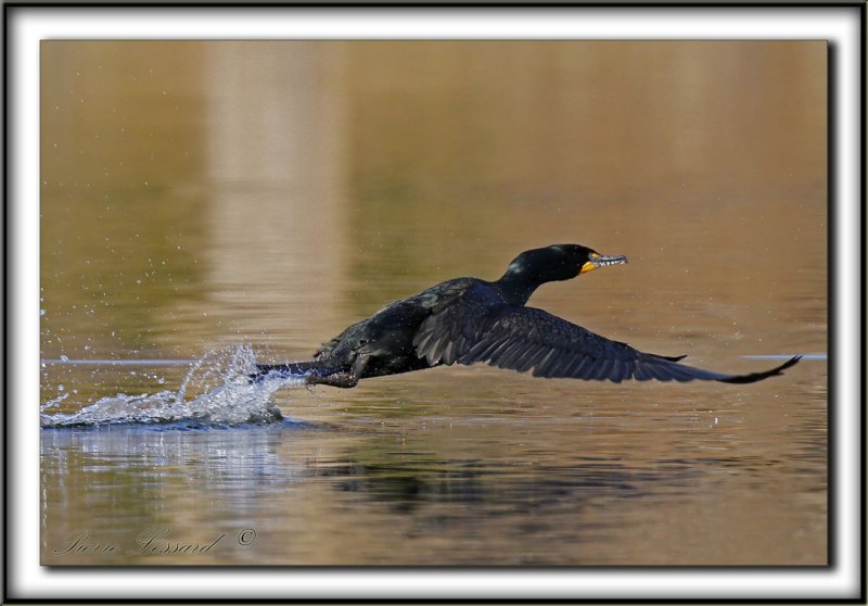 CORMORAN  AIGRETTES   /   DOUBLE-CRESTED CORMORANT    _MG_3729 a