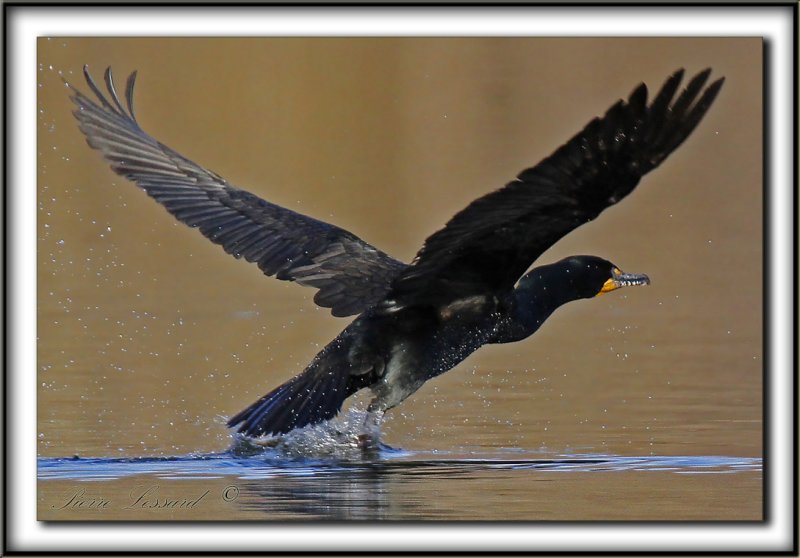 CORMORAN  AIGRETTES   /   DOUBLE-CRESTED CORMORANT    _MG_3739 a