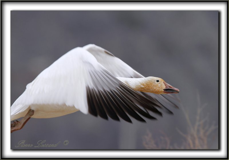OIE DES NEIGES  /   SNOW GOOSE    _MG_3203 a