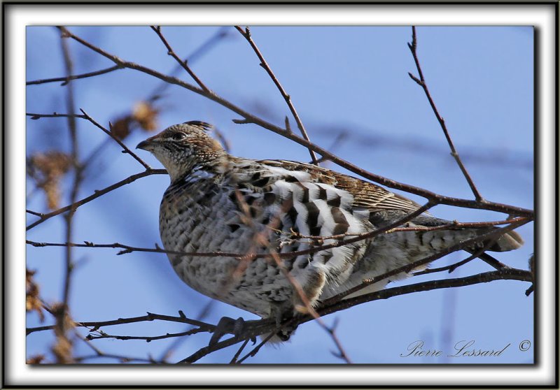 GLINOTTE HUPPE,  ( Perdrix ), femelle    /    RUFFED GROUSE, female     _MG_0617 a