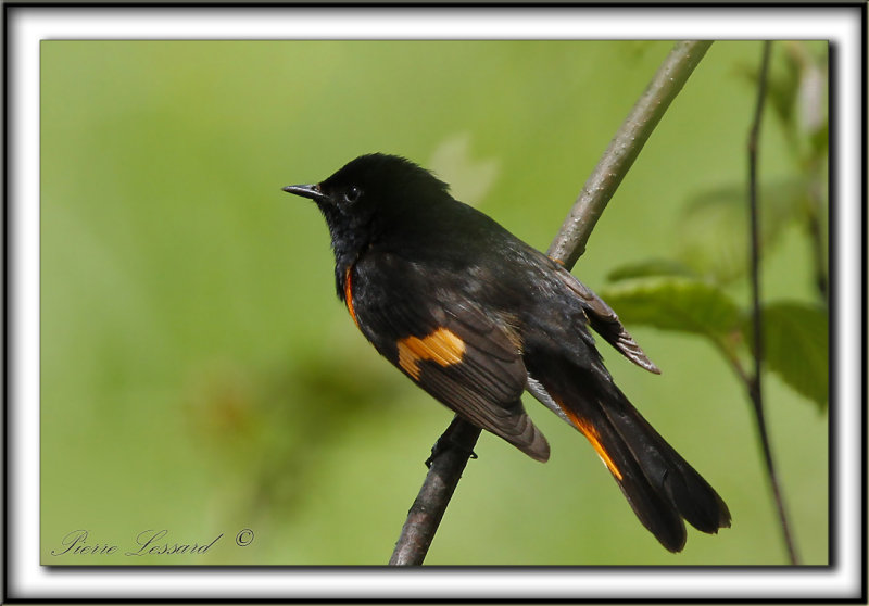 PARULINE FLAMBOYANTE, mle   /    AMERICAN RESTART, male    _MG_0004  a