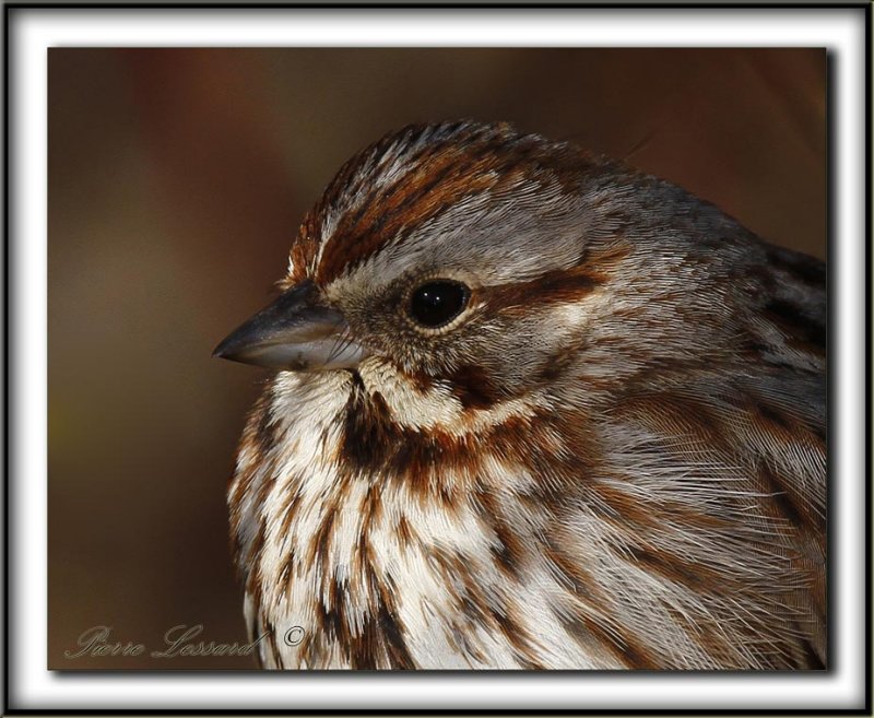 BRUANT CHANTEUR / SONG SPARROW      _MG_4140 a Crop