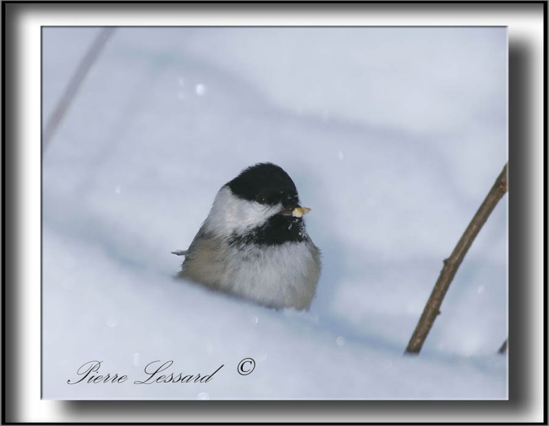 _MG_2885b jpg  -  MSANGE  TTE NOIRE  /  BLACK- CAPPED CHICKADEE