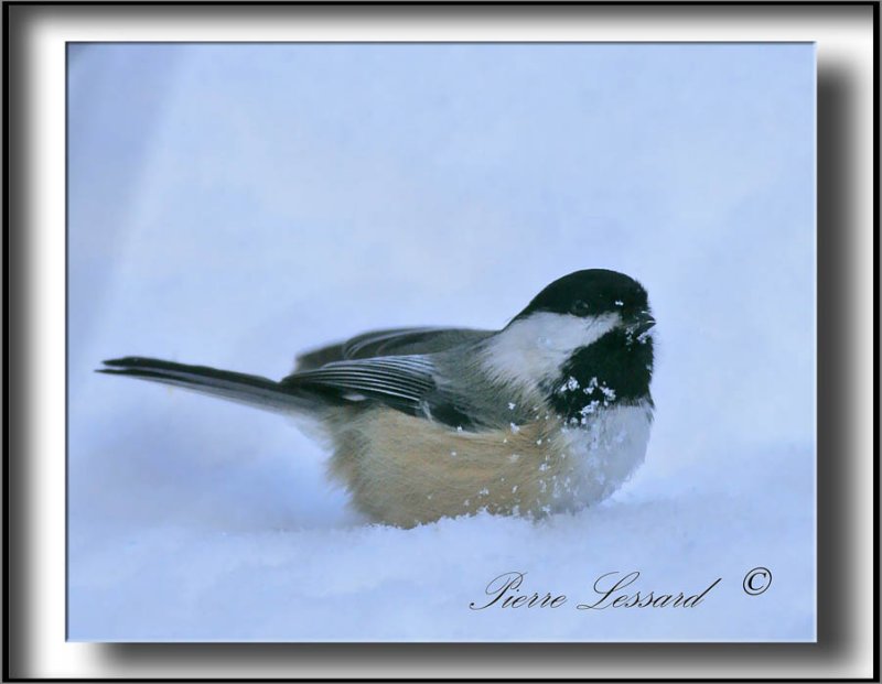 _MG_2875a .jpg  -  MSANGE  TTE NOIRE  /  BLACK- CAPPED CHICKADEE