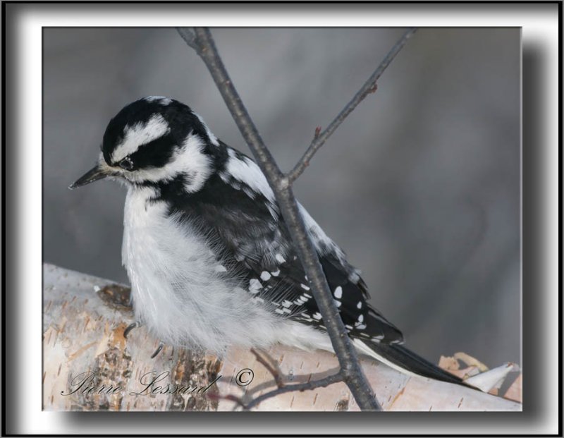 _MG_2847c .jpg  -  PIC CHEVELU femelle /  HAIRY WOODPECKER female