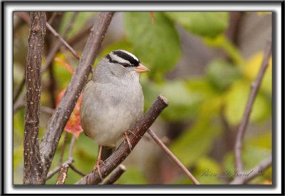 BRUANT  COURONNE BLANCHE, mle  /  WHITE-CROWNED SPARROW, male       _MG_6349 a