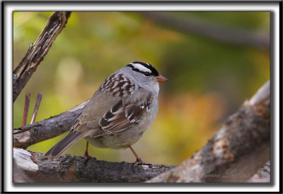 BRUANT  COURONNE BLANCHE, mle  /  WHITE-CROWNED SPARROW, male       _MG_6309 a