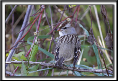  BRUANT  COURONNE BLANCHE, femelle   /  WHITE-CROWNED SPARROW, female    _MG_9033 a