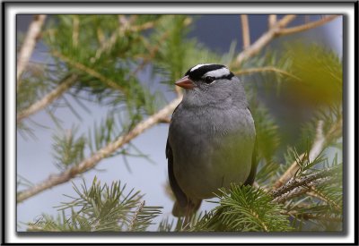 BRUANT  COURONNE BLANCHE  /  WHITE-CROWNED SPARROW