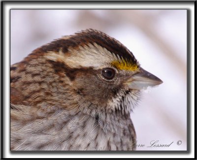 BRUANT  GORGE BLANCHE, mle   /  WHITE-THROATED SPARROW, male       _MG_3962 a ab  - CROP