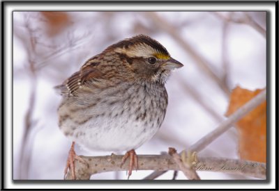  BRUANT  GORGE BLANCHE, mle   /  WHITE-THROATED SPARROW, male        _MG_3962 a a