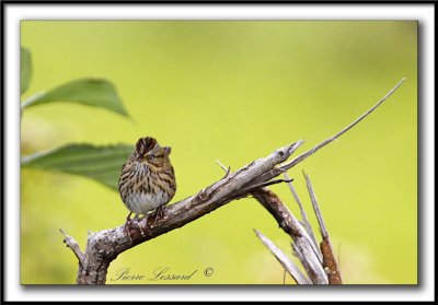 BRUANT DE LINCOLN   /   LINCOLN'S SPARROW    _MG_5537 a