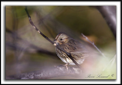 BRUANT DE LINCOLN   /   LINCOLN'S SPARROW    _MG_7043 aa