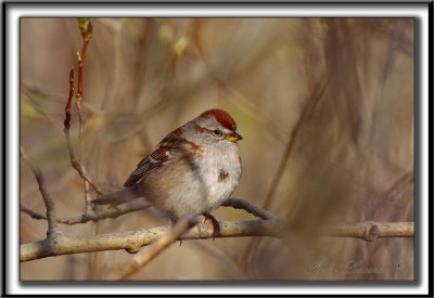 BRUANT HUDSONIEN /  AMERICAN TREE SPARROW     _MG_3233 200-0