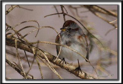 BRUANT HUDSONIEN /  AMERICAN TREE SPARROW     _MG_0190 a